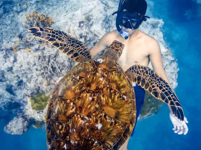 turtle observations in Rarotonga lagoon