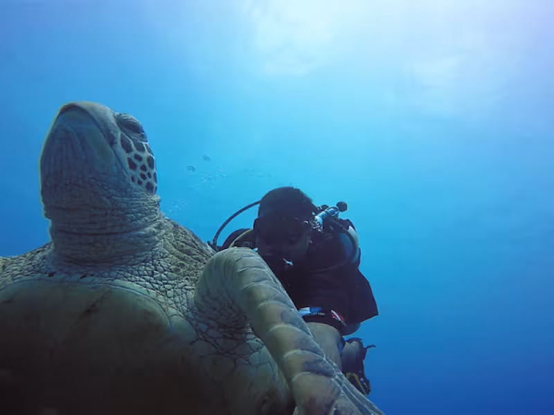 Dive Aitutaki turtle