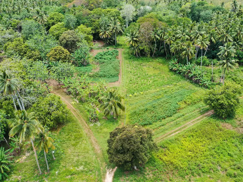 1. COVER Mitiaro-Aerial-Plantation.jpg