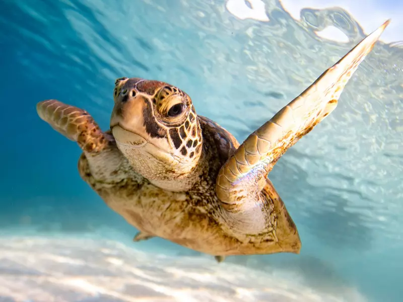 turtle safety PR