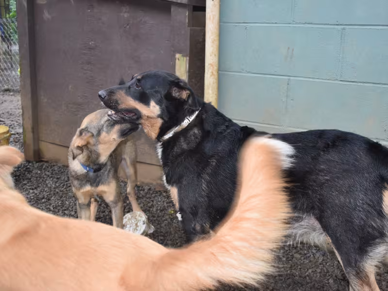 CISPCA 4