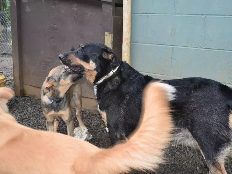 CISPCA 4