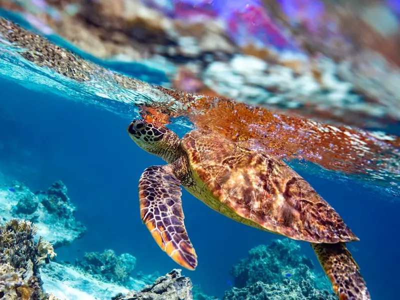 Turtle underwater surrounded by colourful coral 