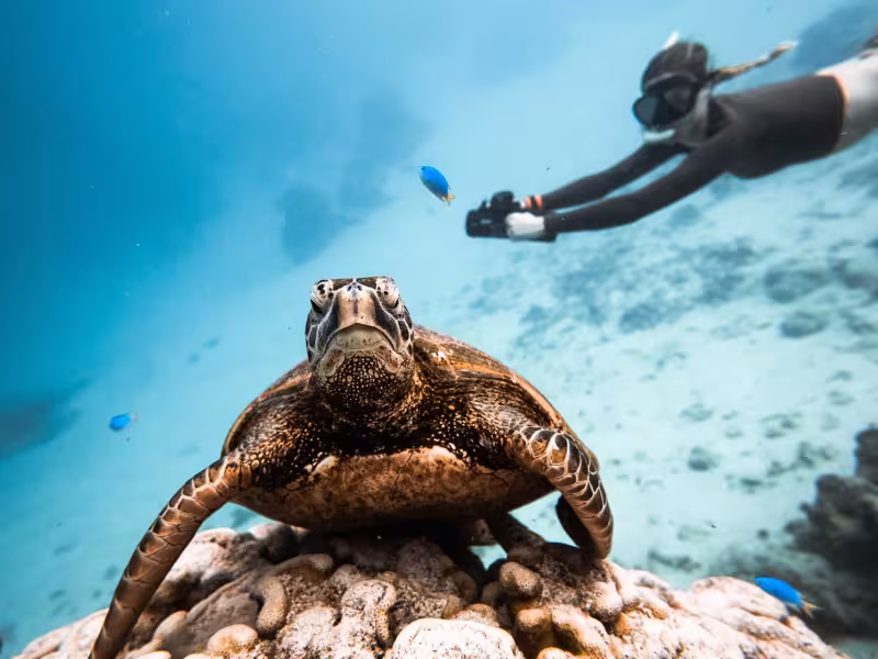 Sea scooter dive with turtle in forefront