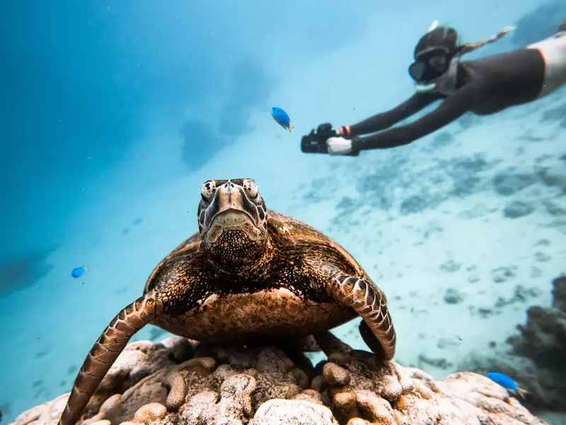 Sea scooter dive with turtle in forefront