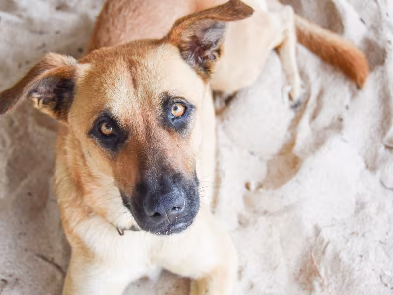 spca