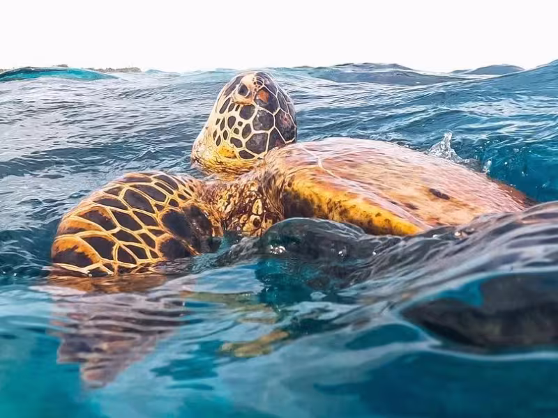 Ocean toa
