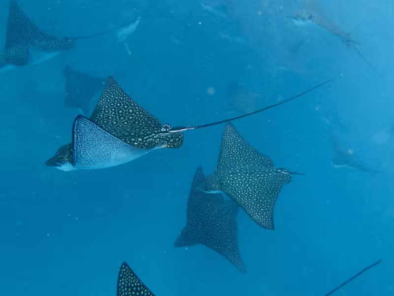 Eagle Rays - Free Diving with Go Local 