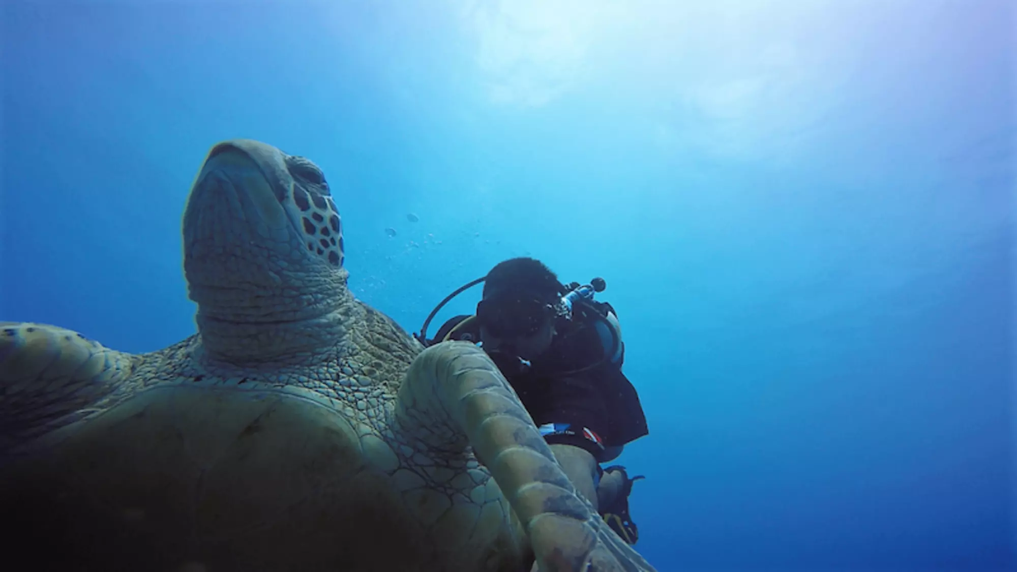 Dive Aitutaki turtle