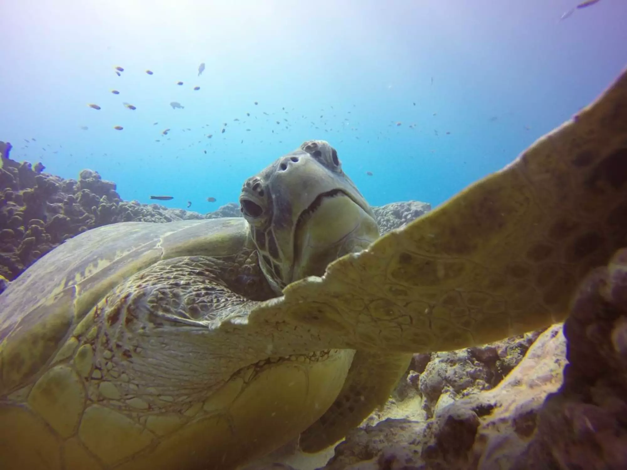 Dive Aitutaki Turtle_kiaorana