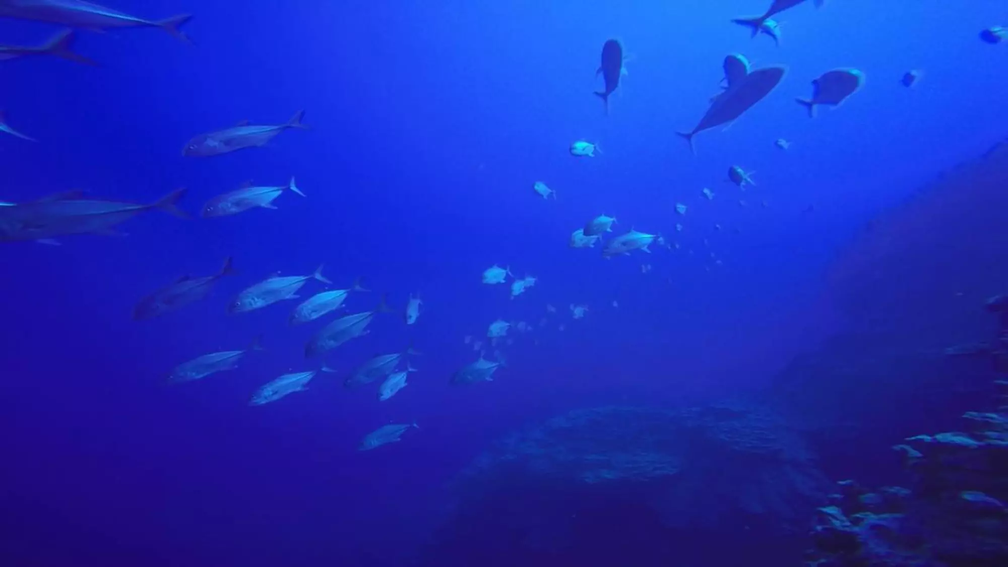 Dive Aitutaki big-eye-trevally