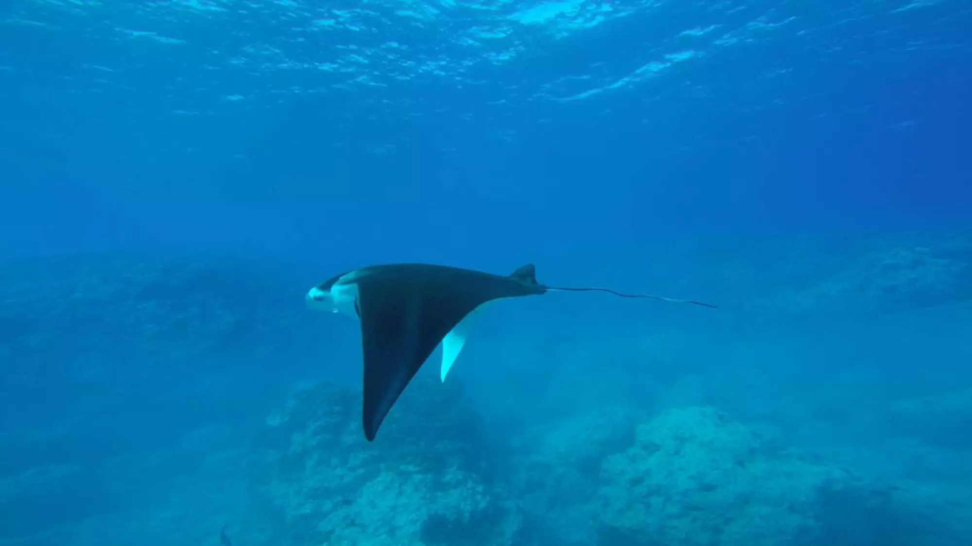 Dive Aitutaki manta