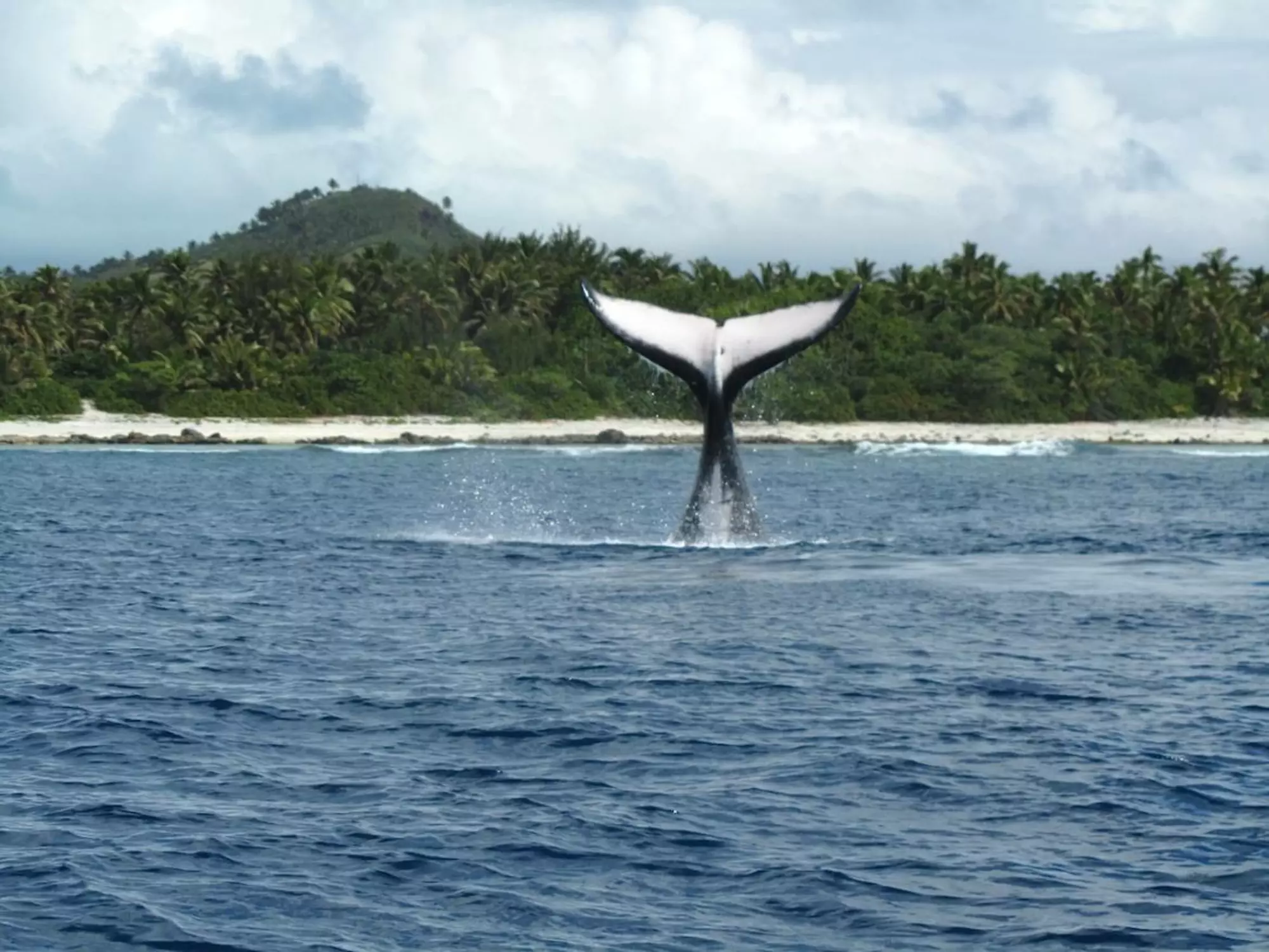 Dive Aitutaki whale