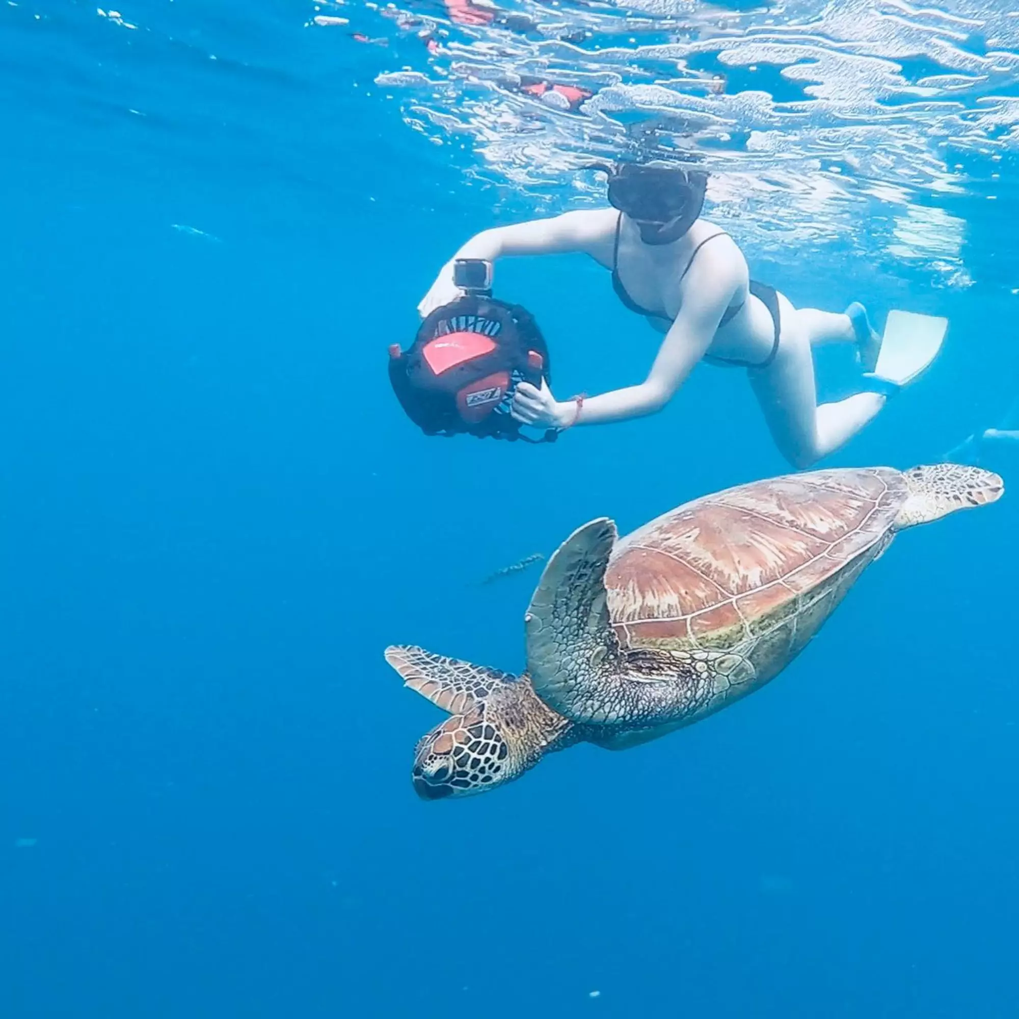 Turtle Sea Scooter Safari with Ariki Adventures Rarotonga