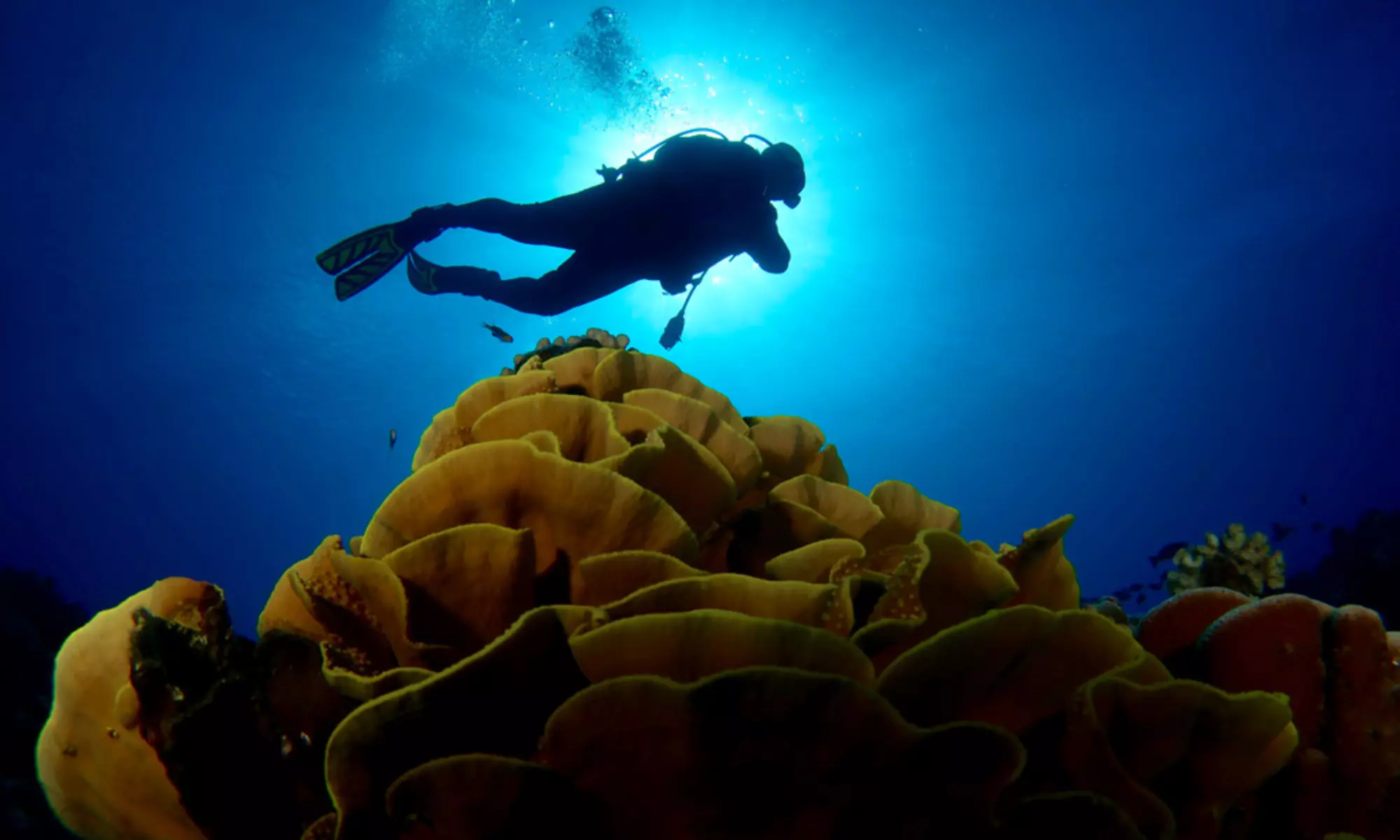 Diving 1