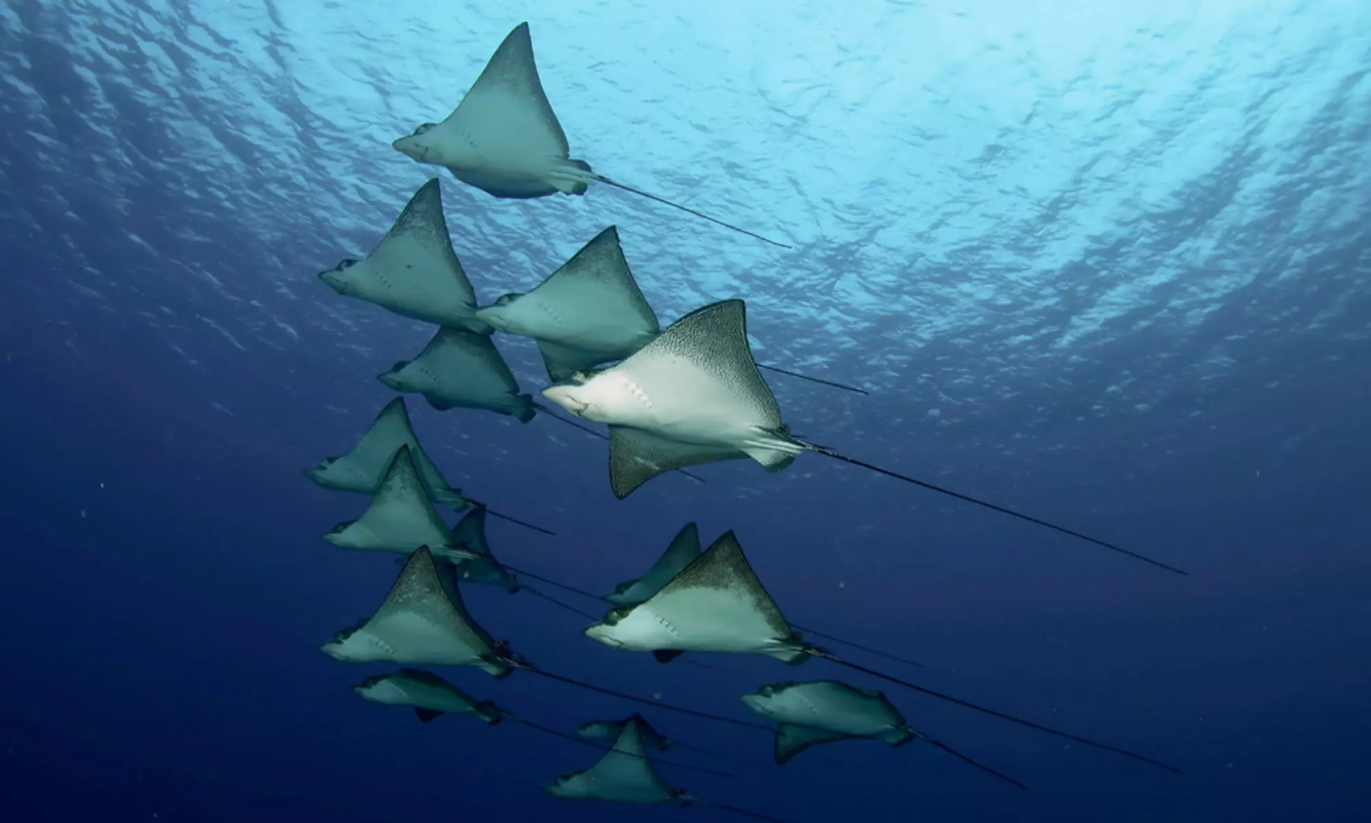 Diving 3