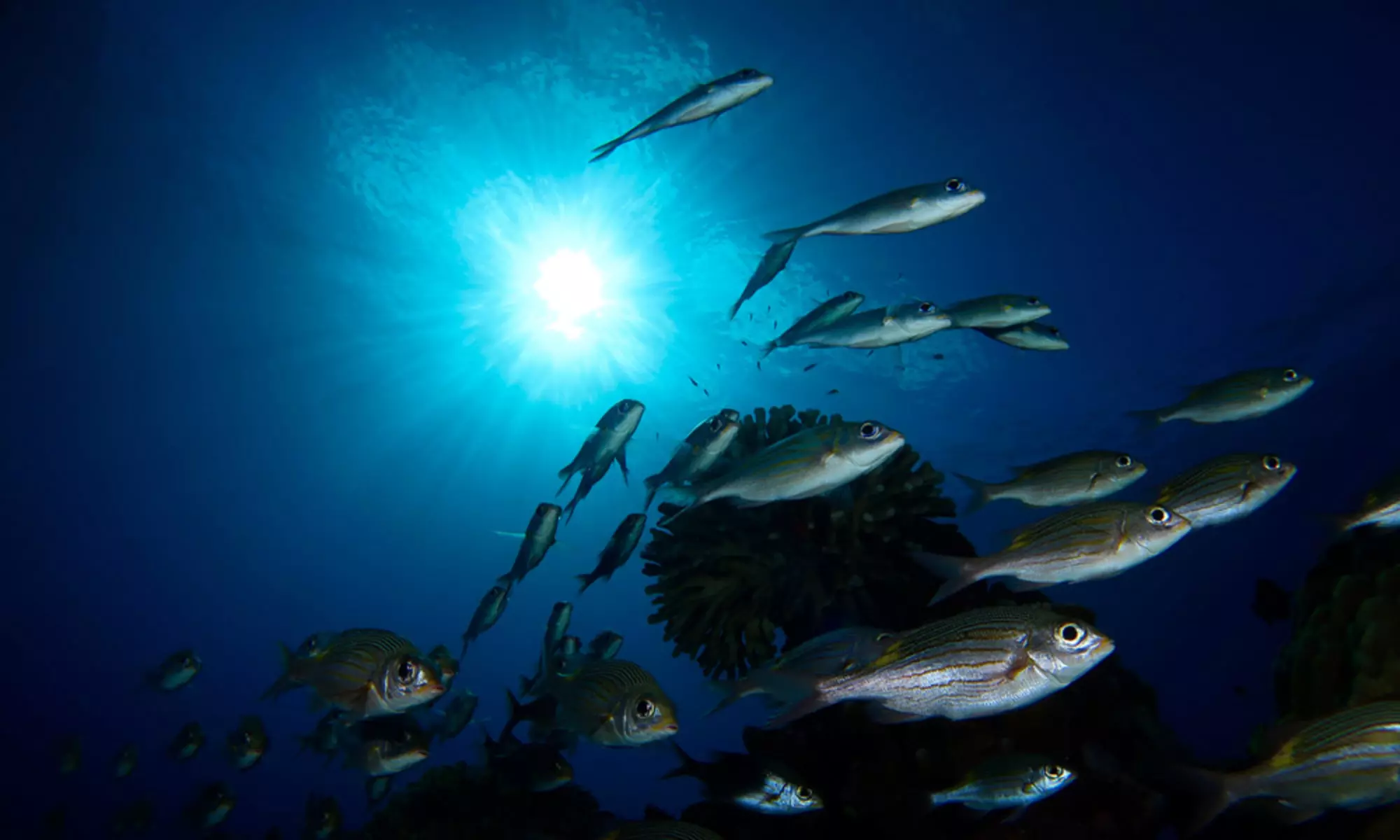 Diving 4