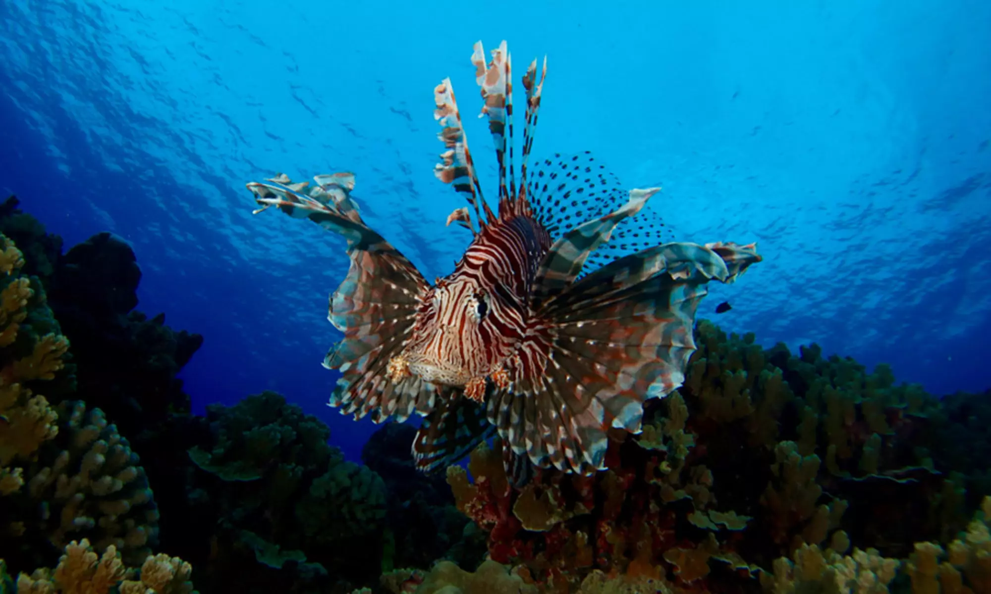 Diving 5