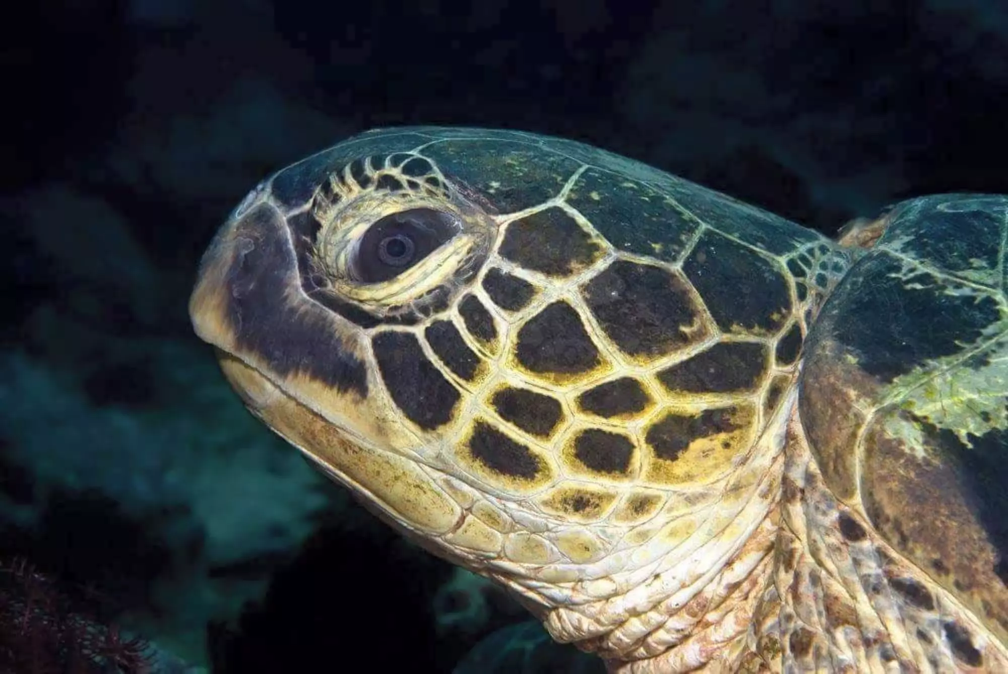 Dive Rarotonga Ltd - Green turtle.JPG