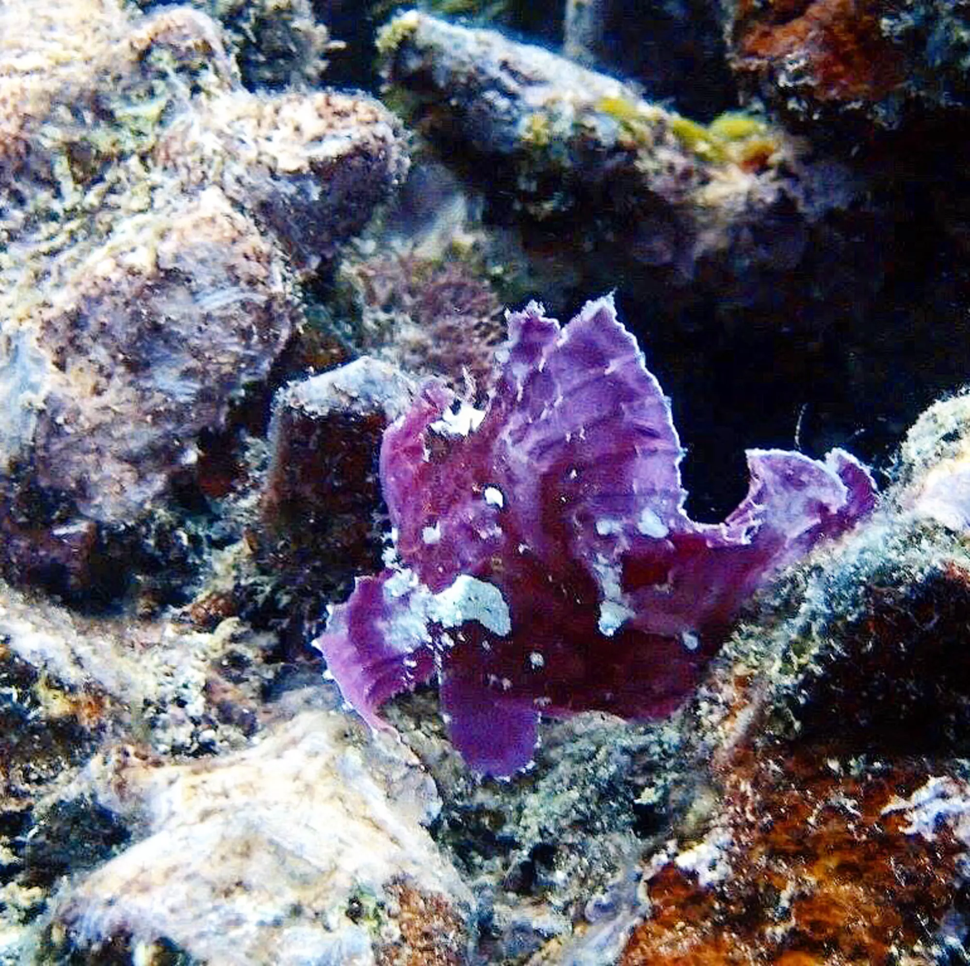Dive Rarotonga Ltd - Leaf Scorpion Fish.JPG 