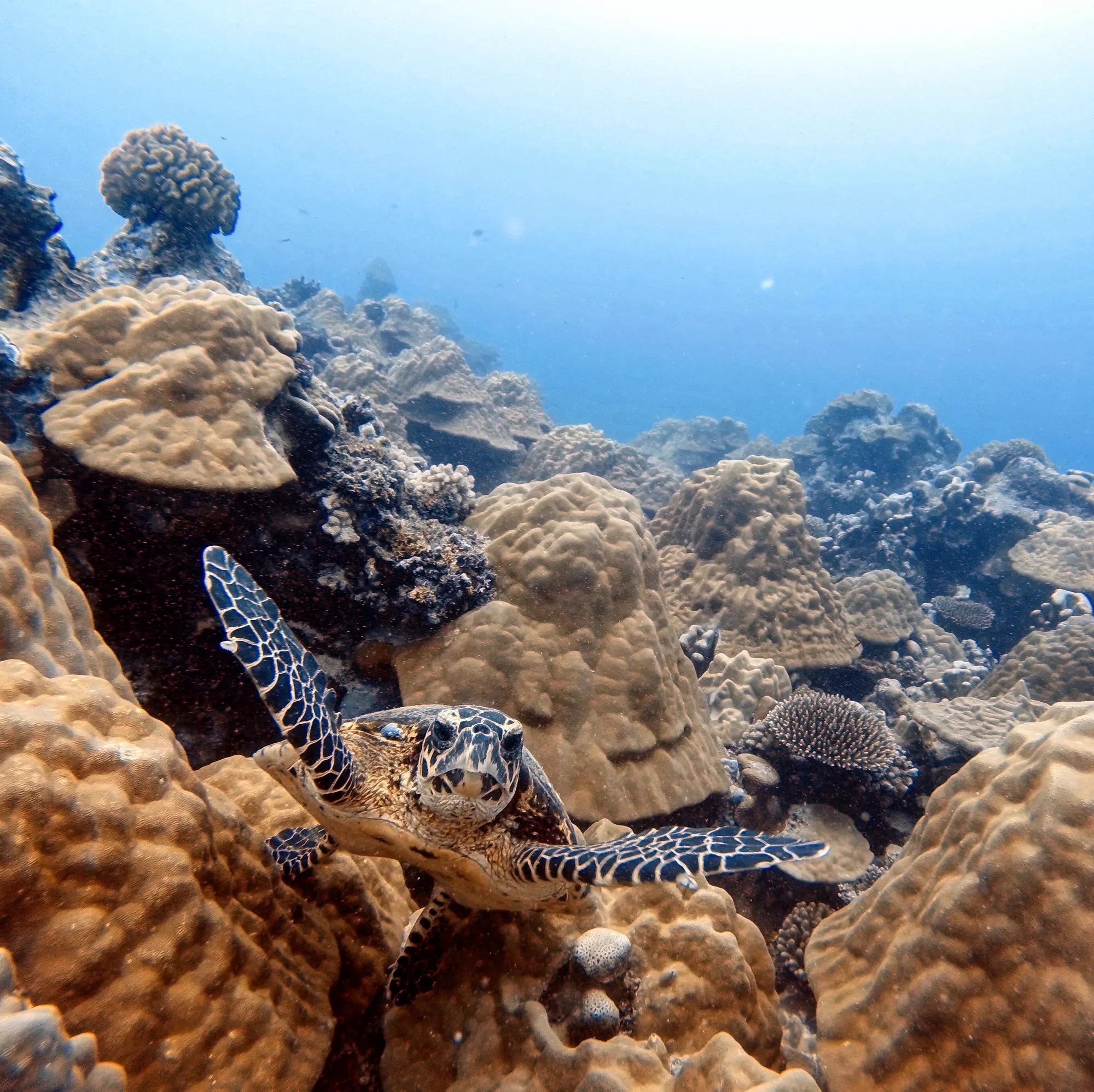 Dive Rarotonga Ltd - Turtle Corals.JPG 