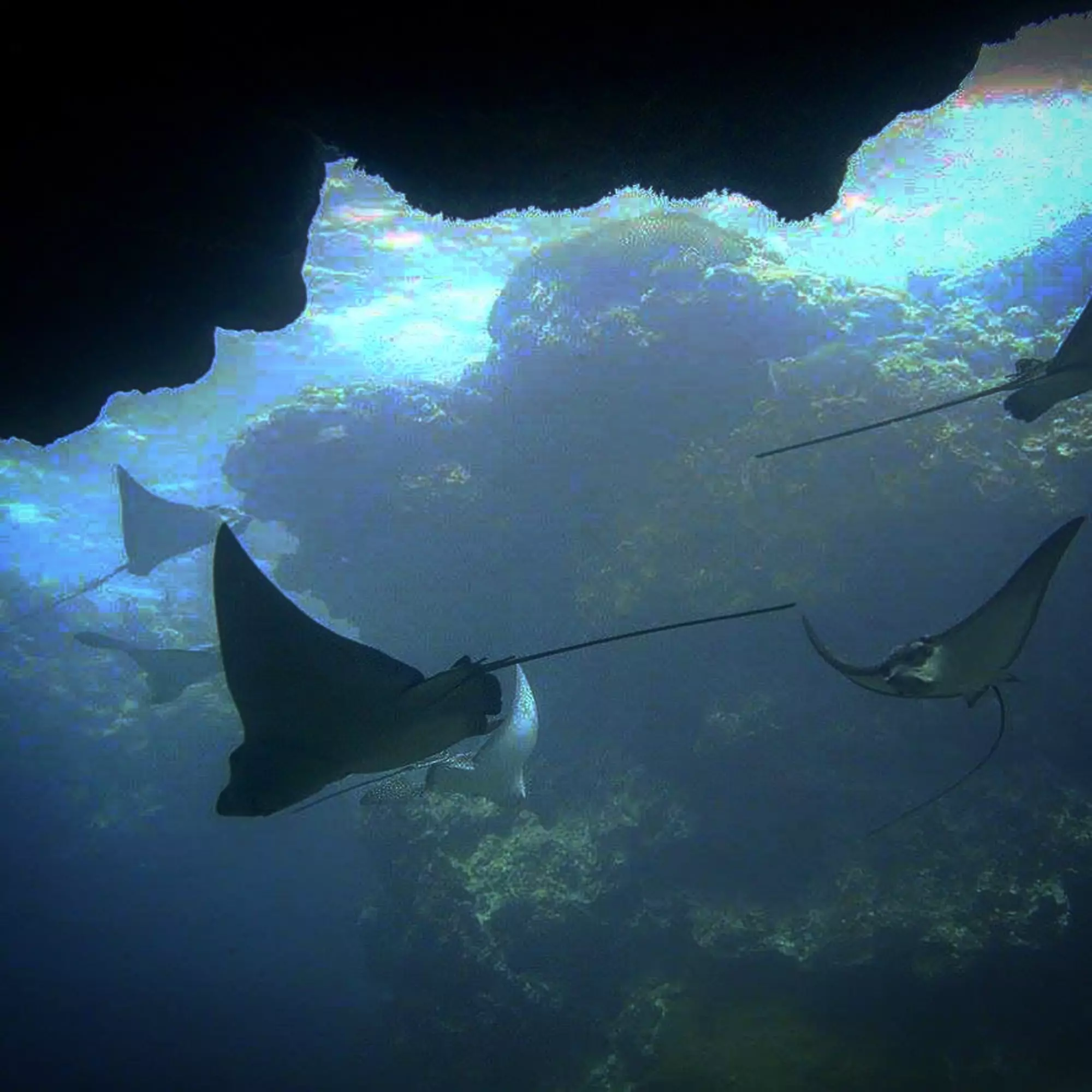 Dive Rarotonga Ltd- Eagle Rays.jpeg 