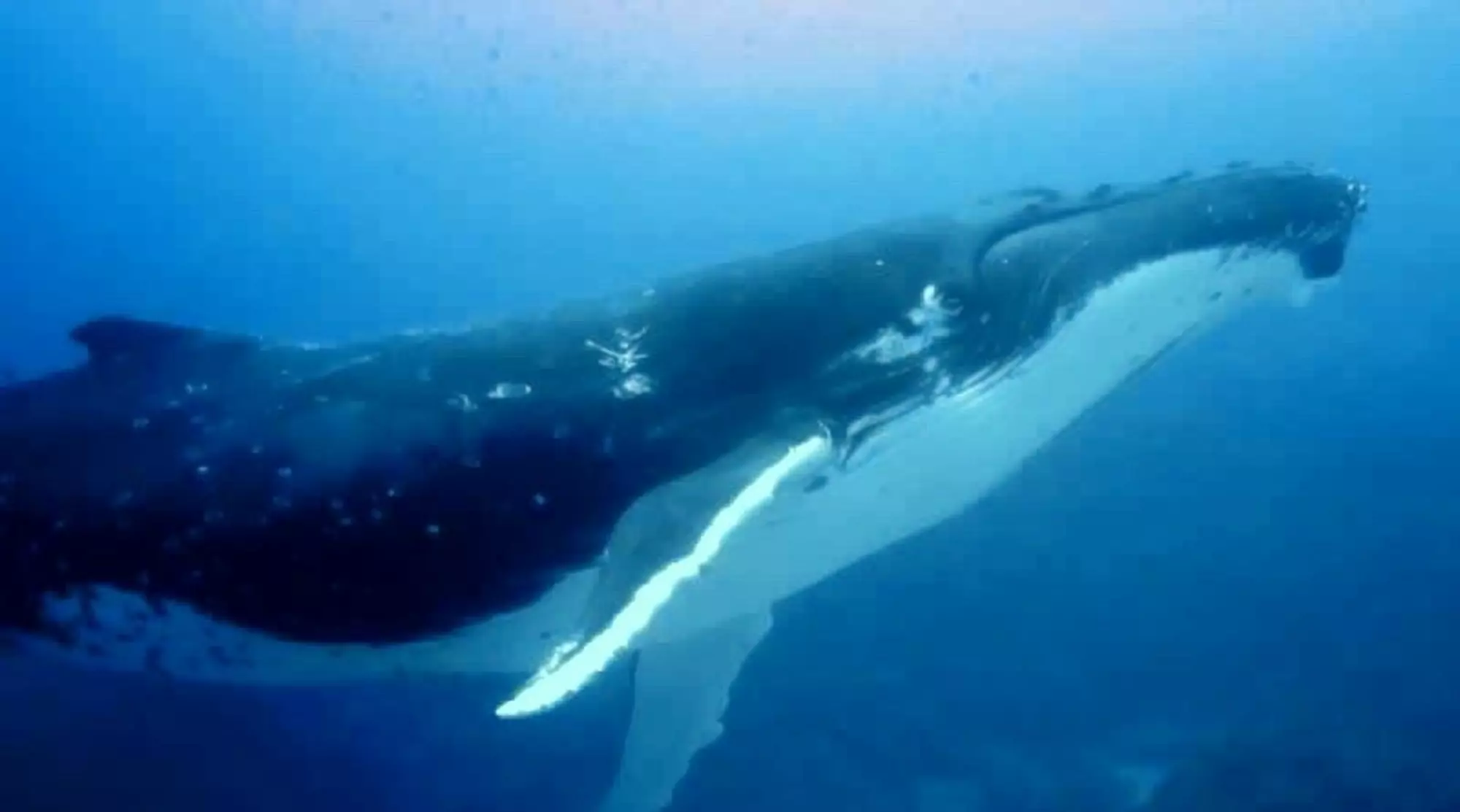Dive Rarotonga Ltd- Humpback (2).jpg 
