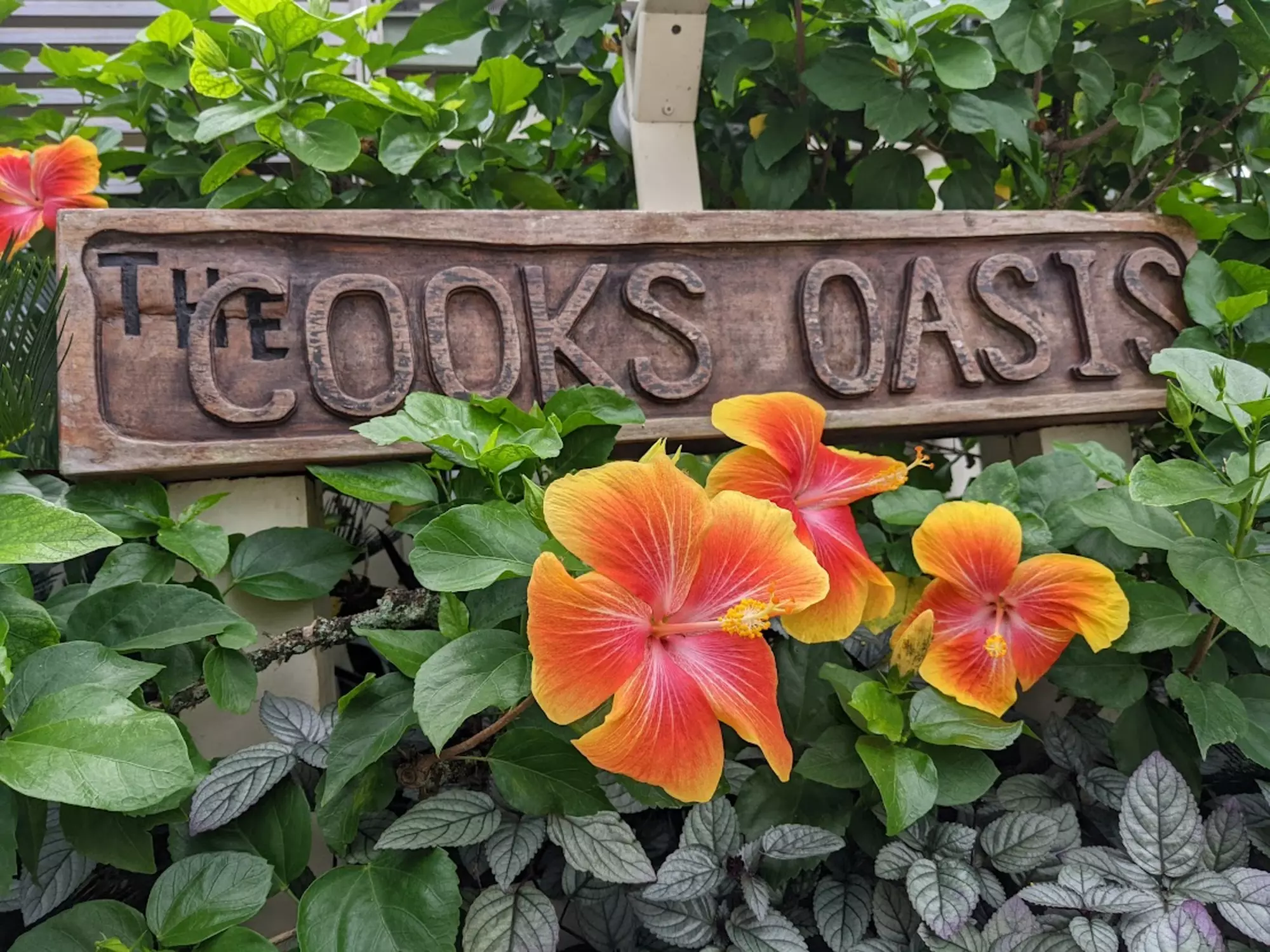 Cooks Oasis