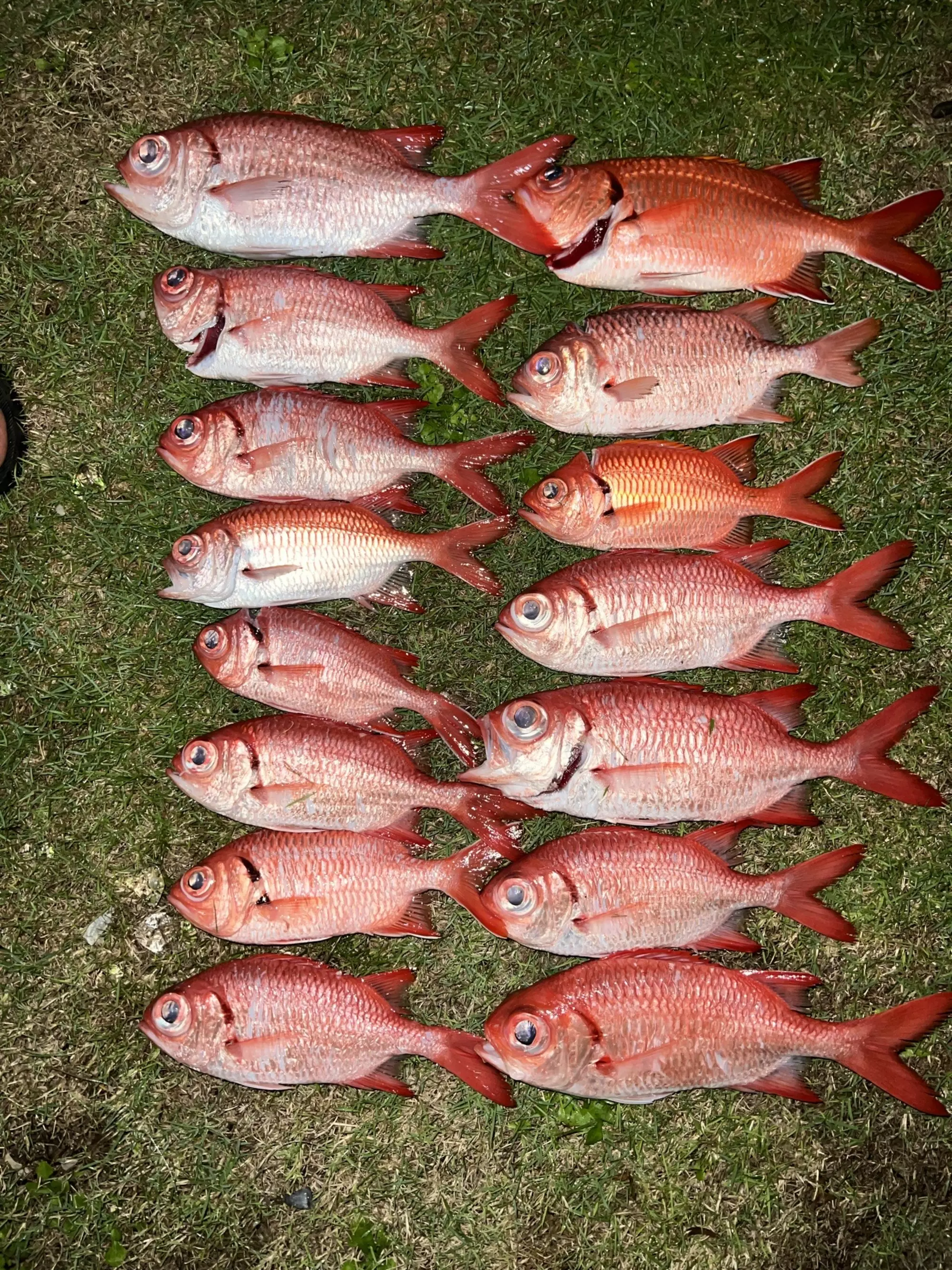 Robbie’s GT fishing charters