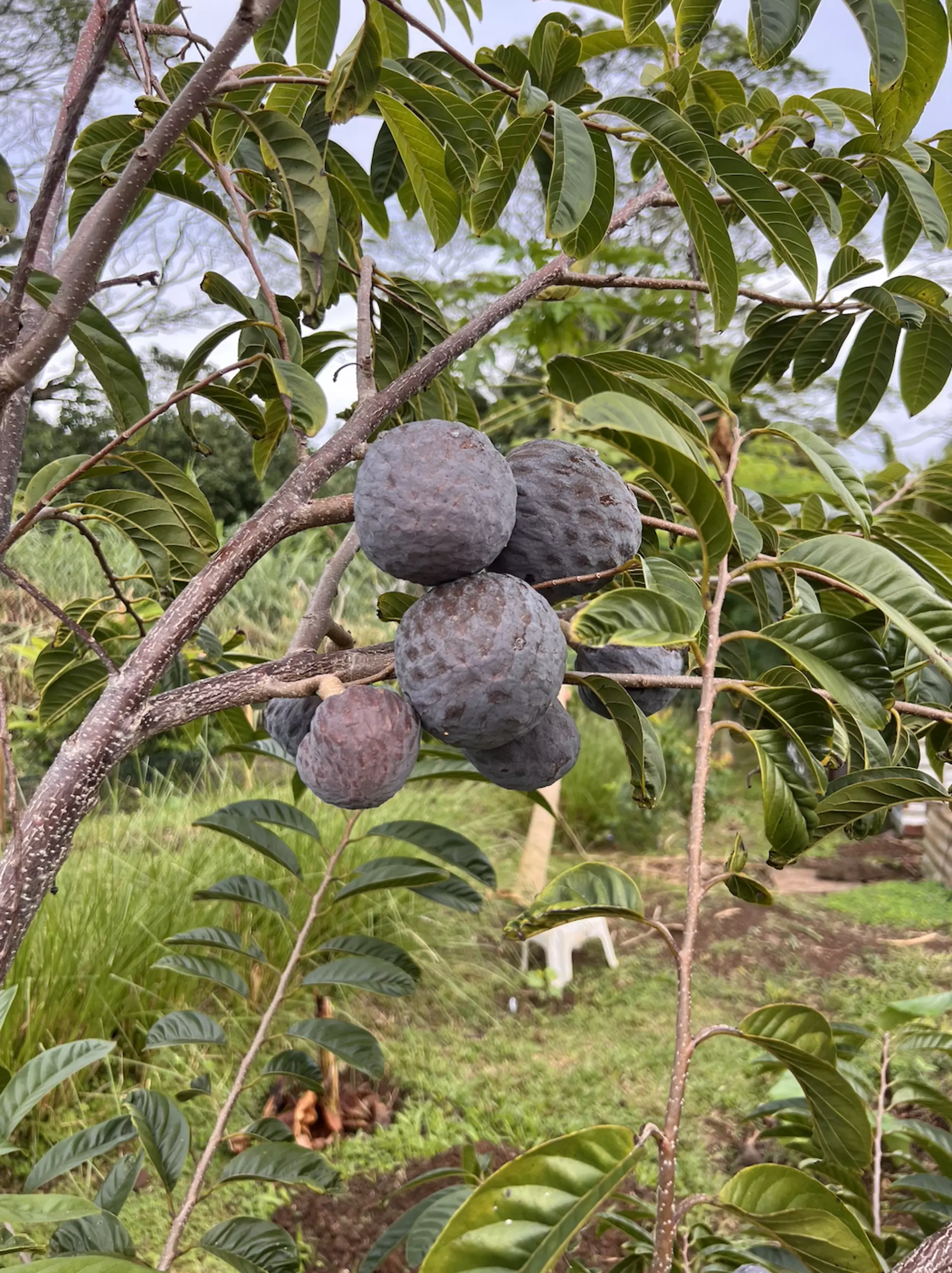 Arataki