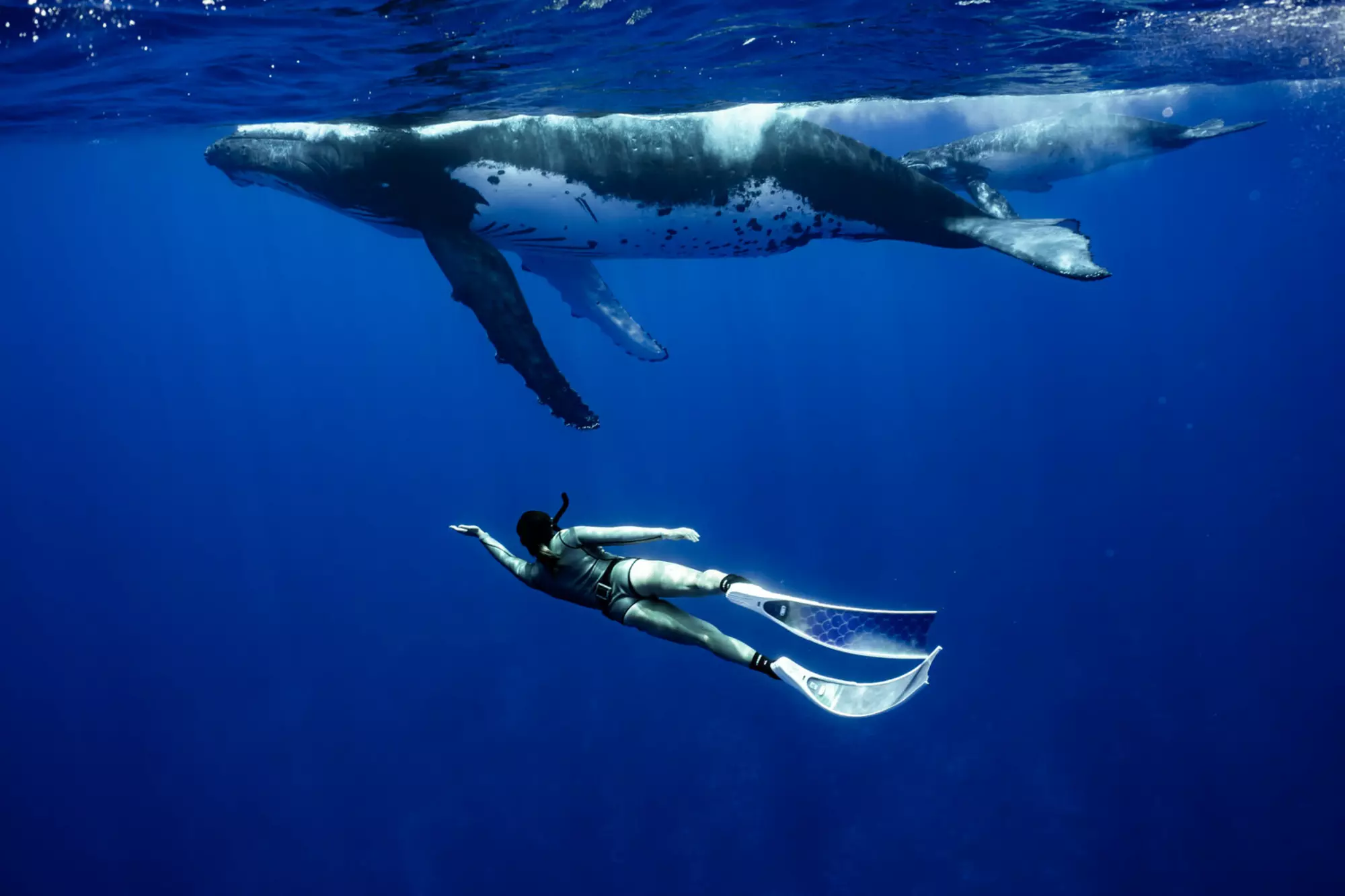 whales-swim-with-humpback-whales.jpg
