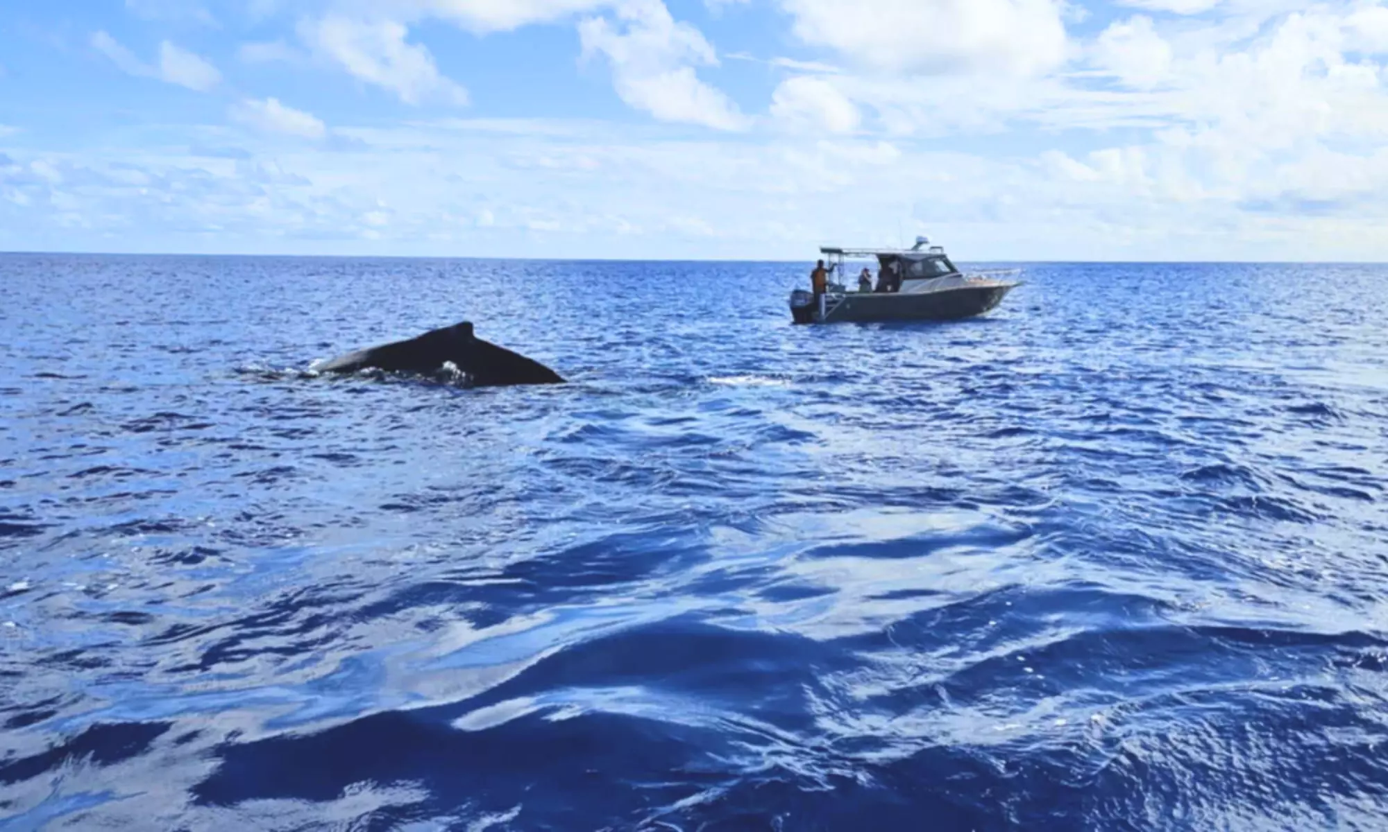 Kaotea whale