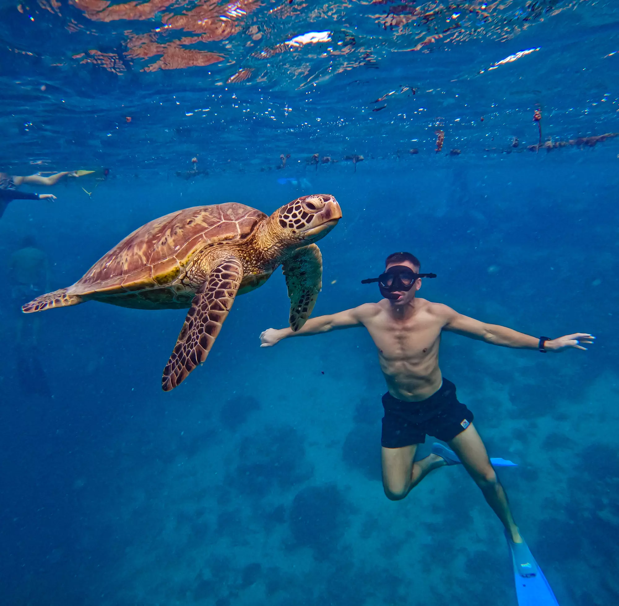 Go Local Turtle with Tourist