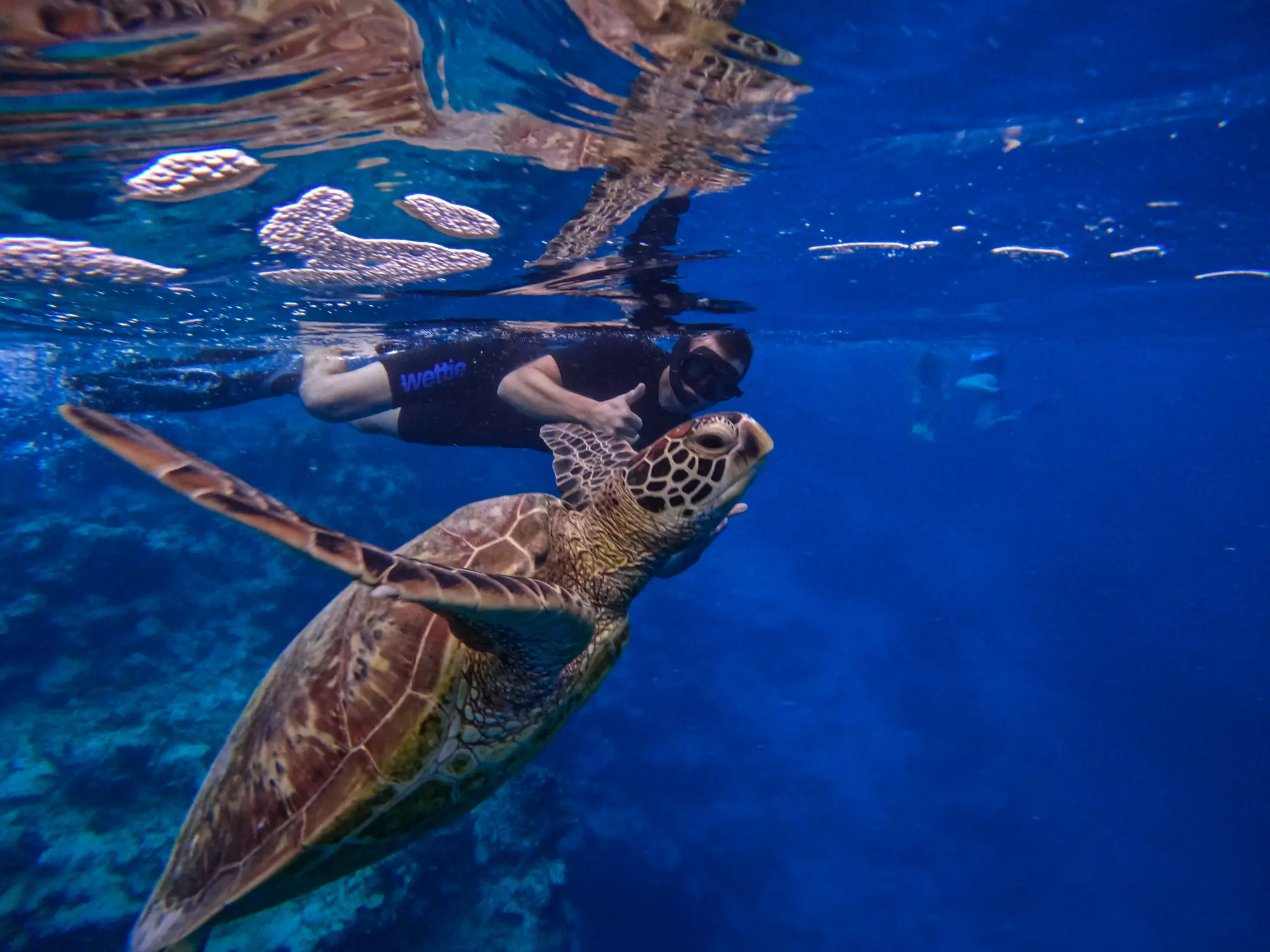 Go Local Turtle with Diver