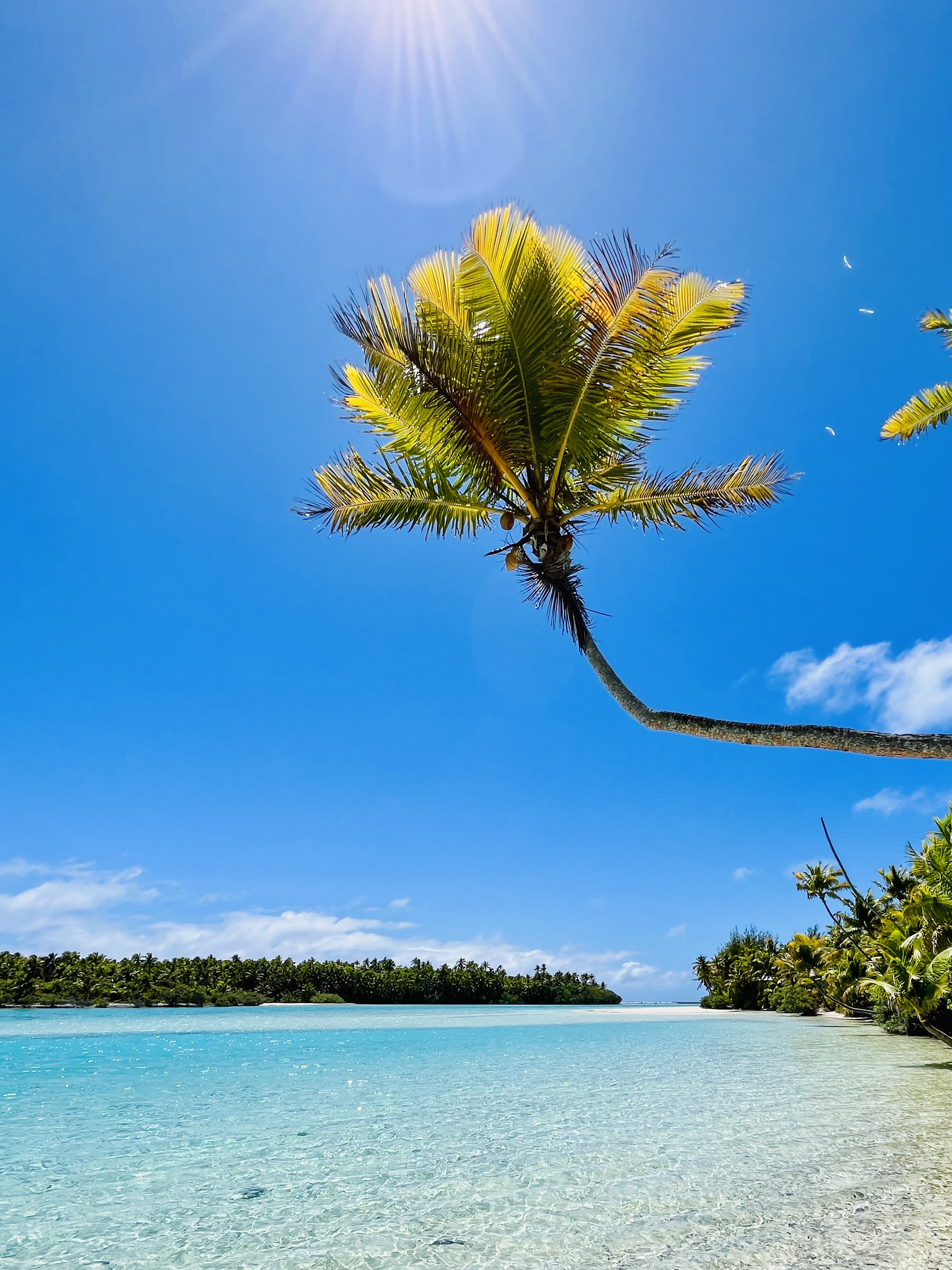 Coconut Tree T Tours