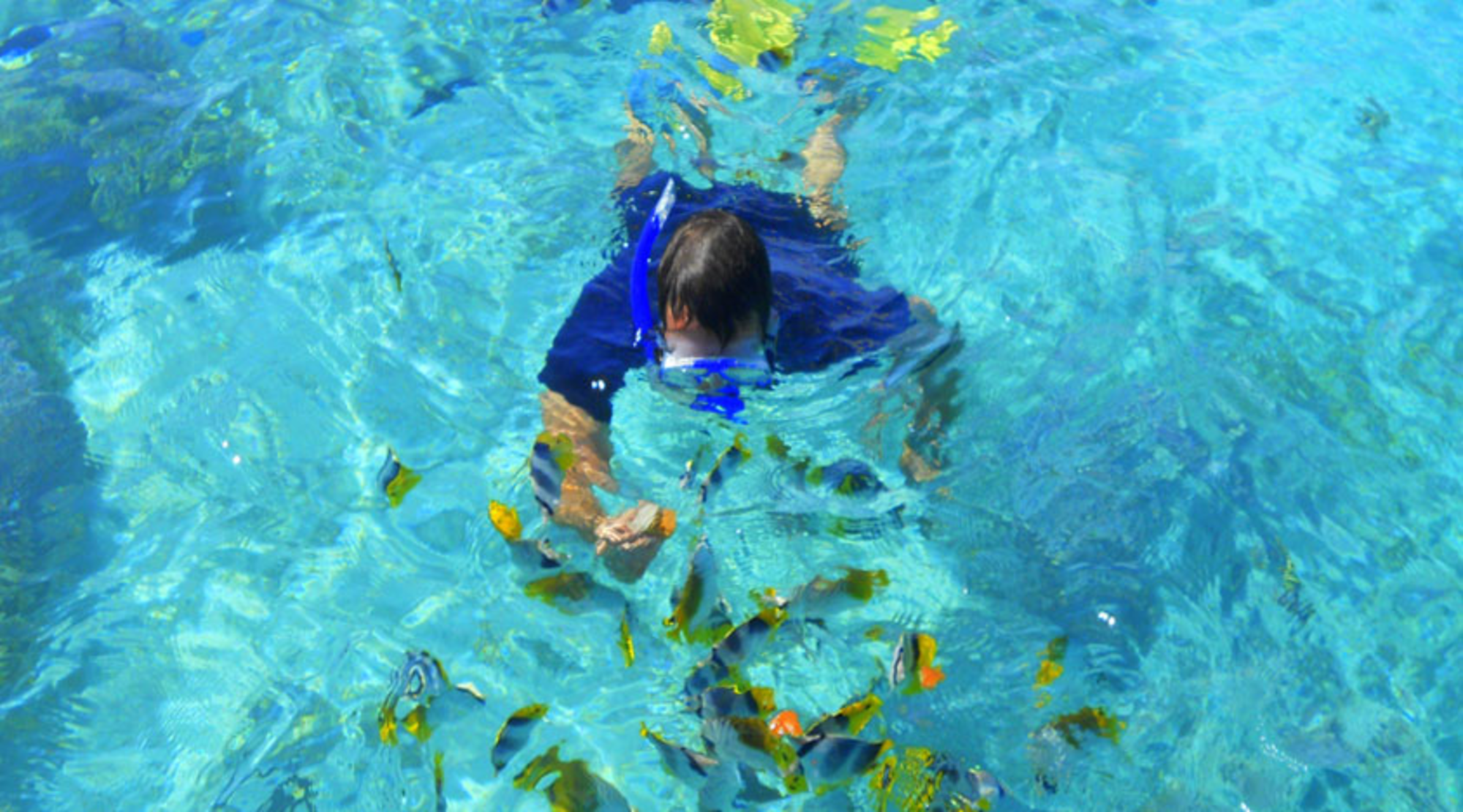 Feeding fish