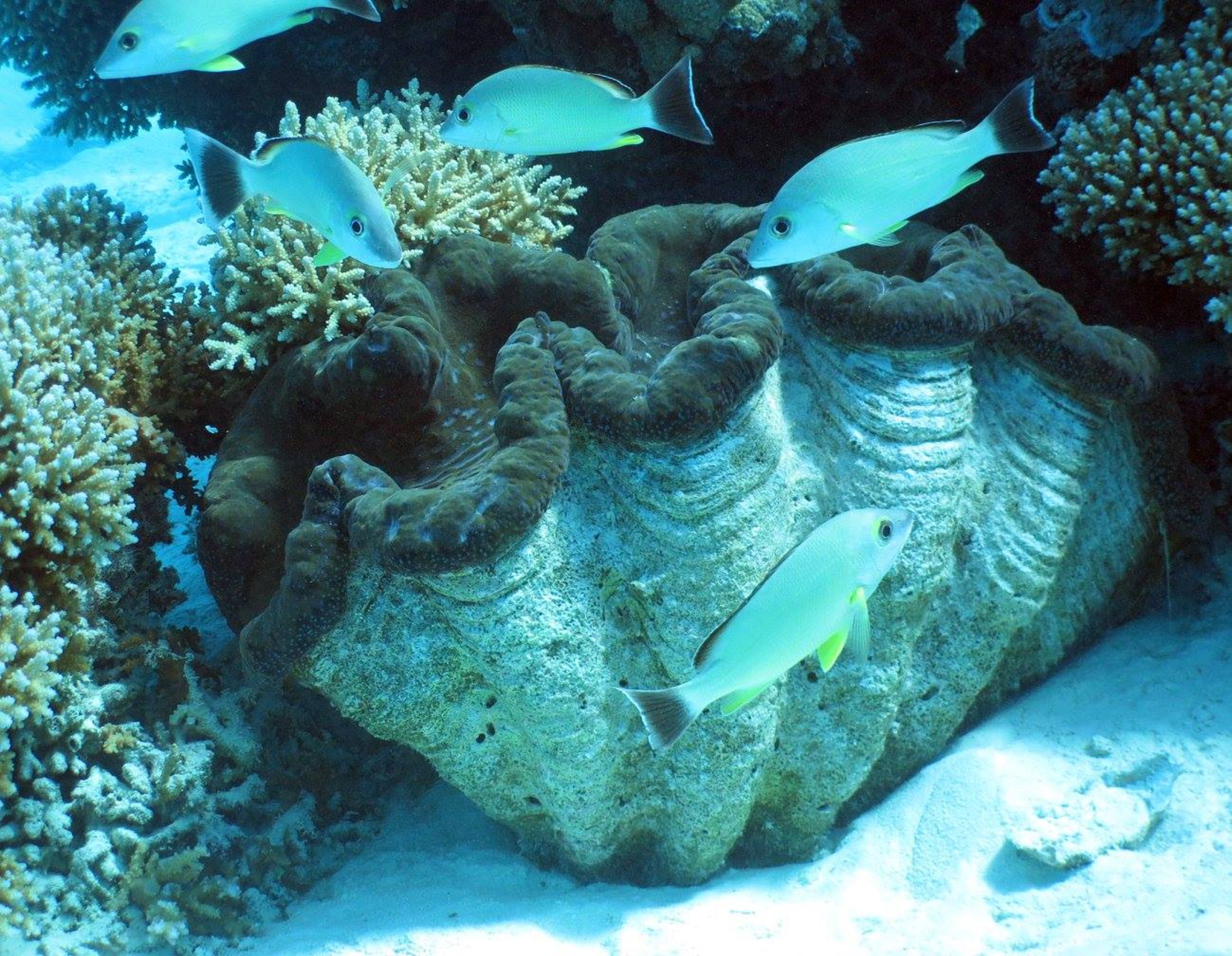 Giant clam 