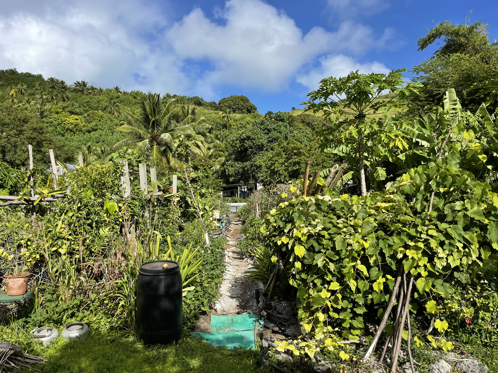 Tauono's Garden Cafe