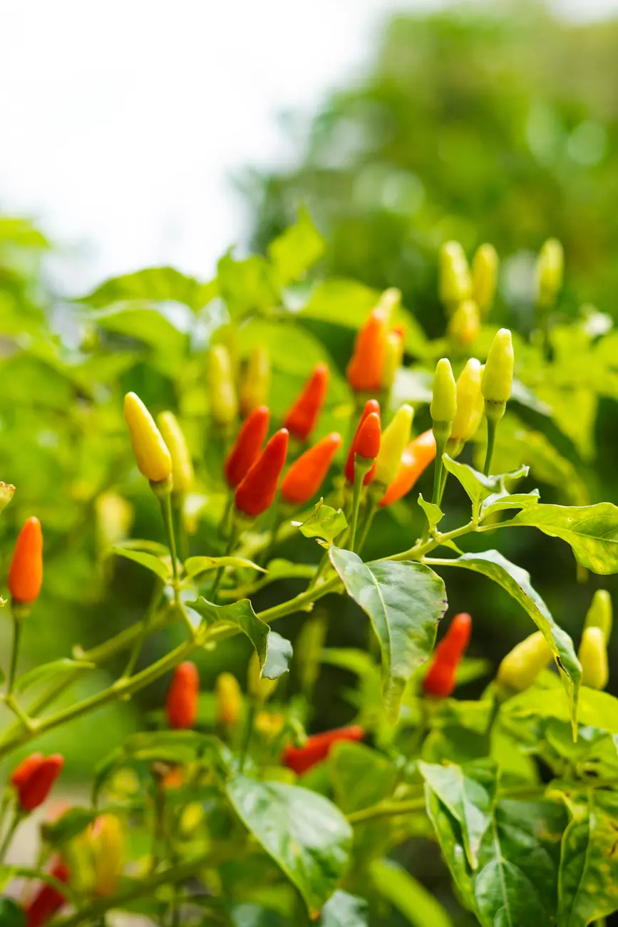 Mitiaro Chillies