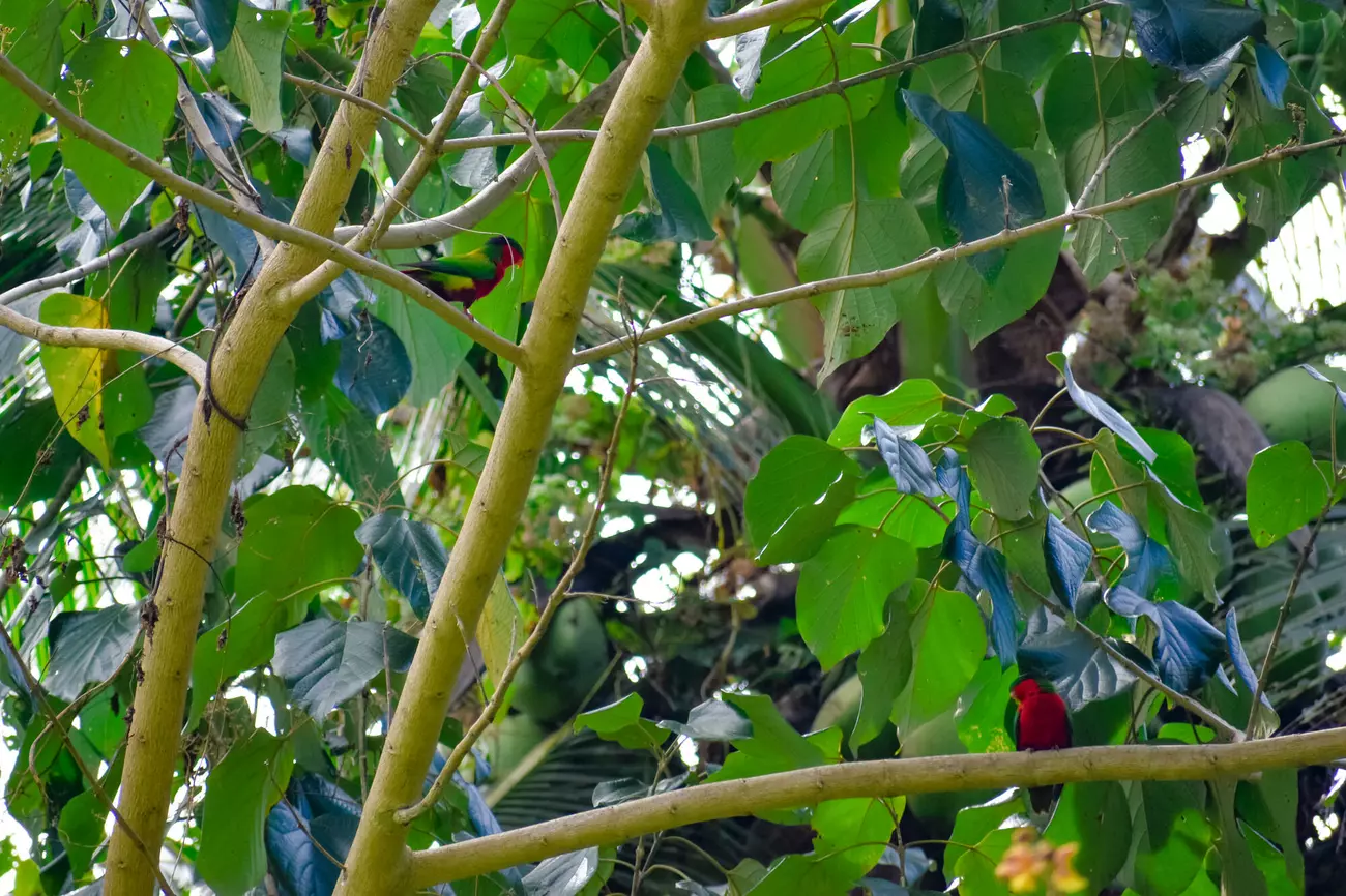 5 Reasons Why Atiu Is the Destination for You