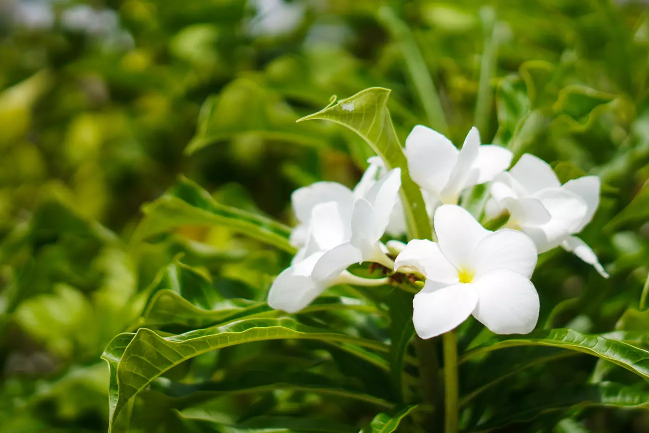 5 Reasons Why Atiu Is the Destination for You
