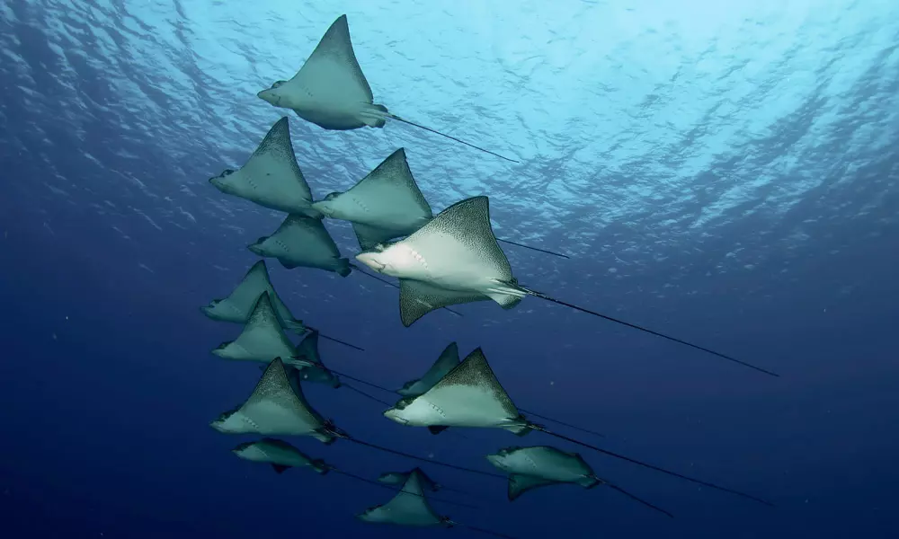 Cook Islands Diving