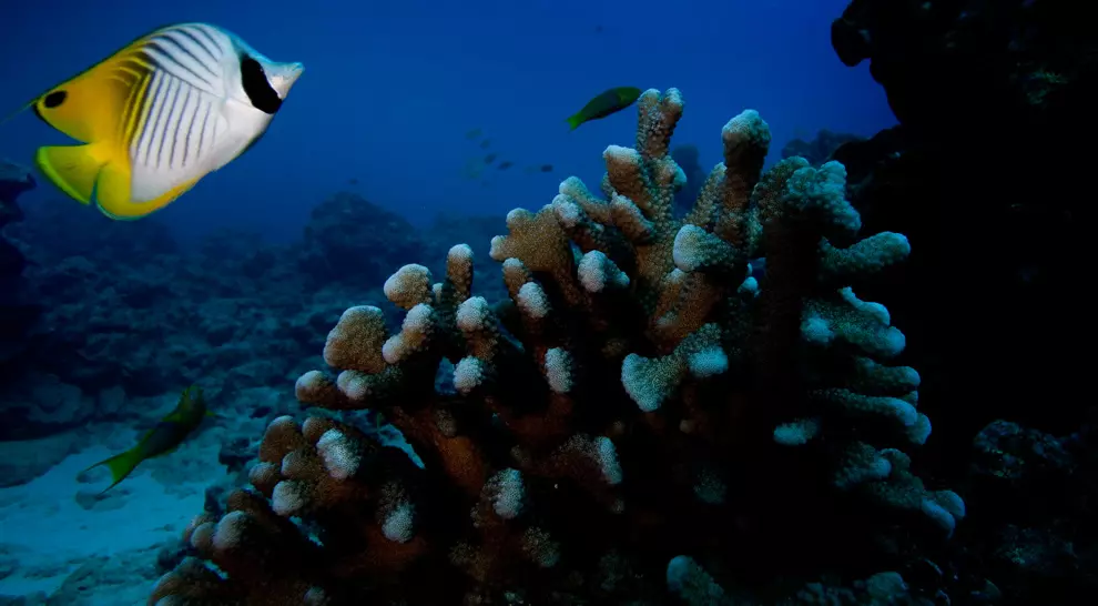 Diving