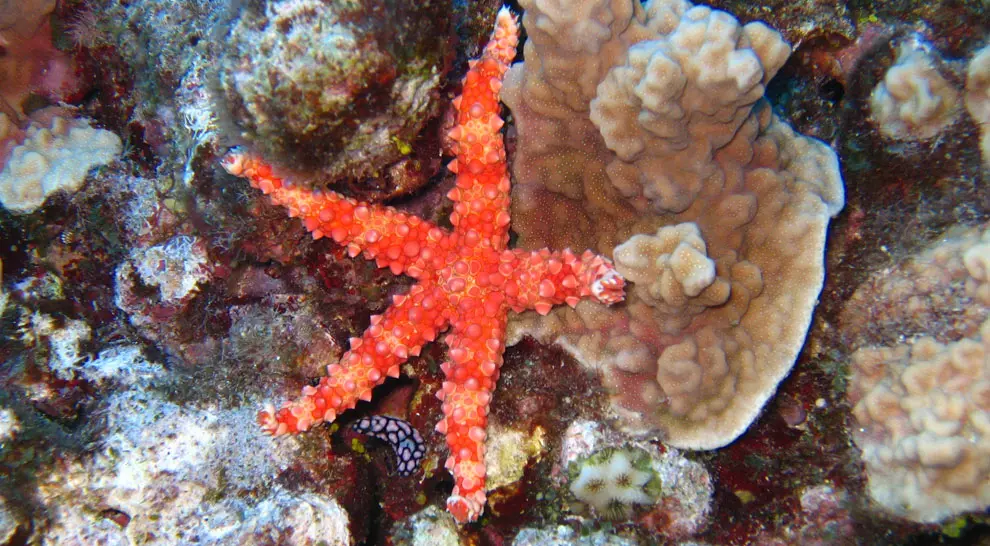 Diving