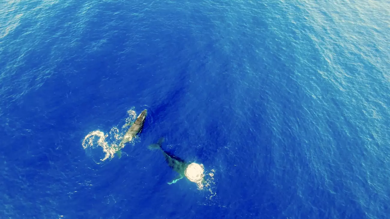 Whale watching