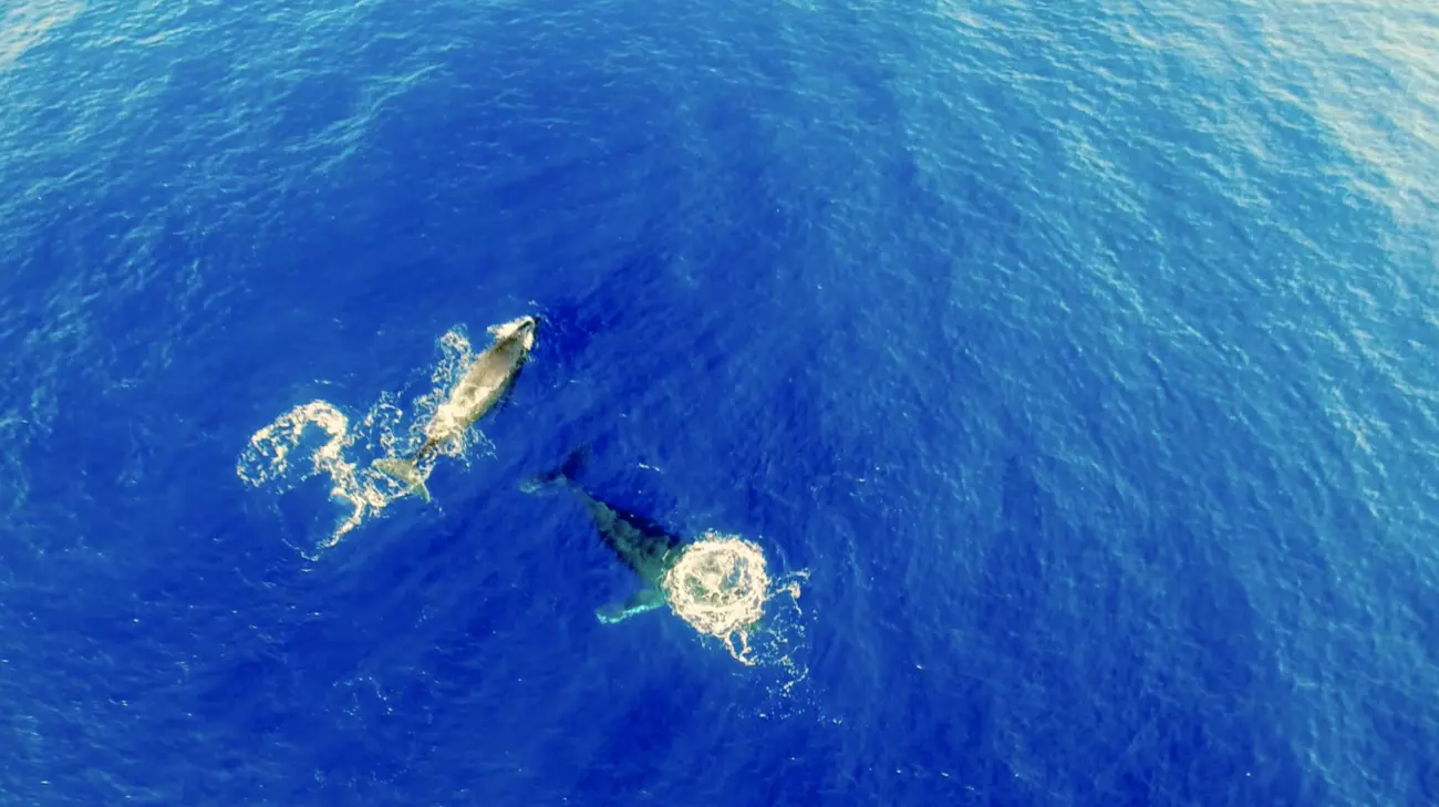 Whale watching