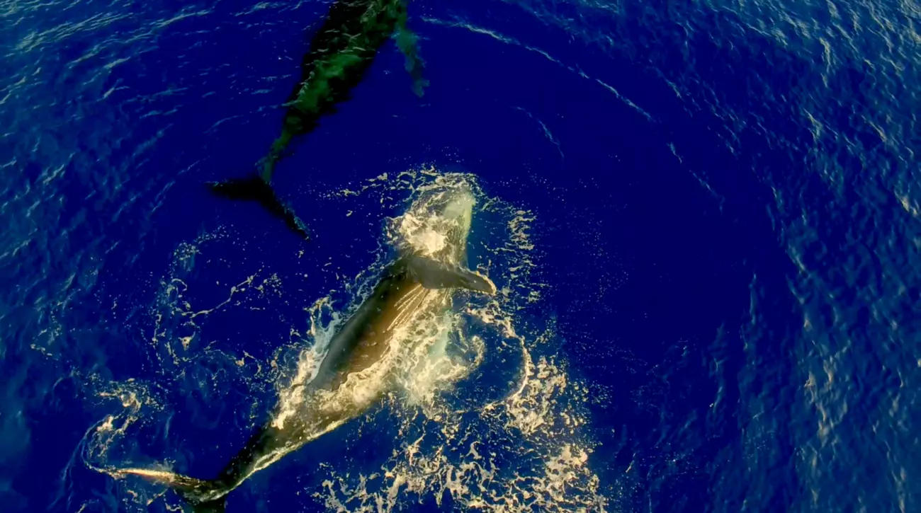 Whale watching