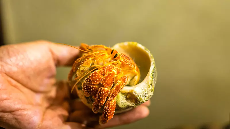 Hermit Crab Rarotonga ©Zhang Da Qiang