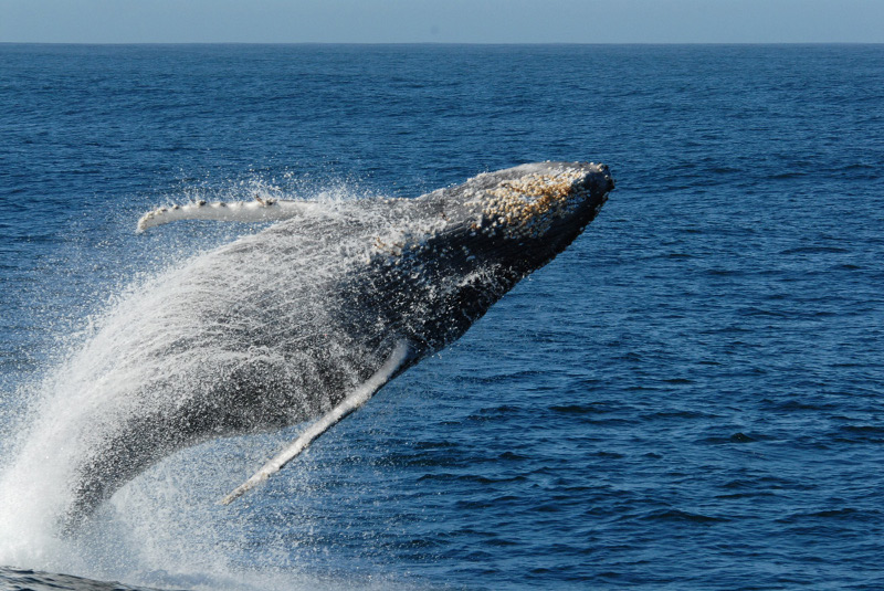 Whale watching