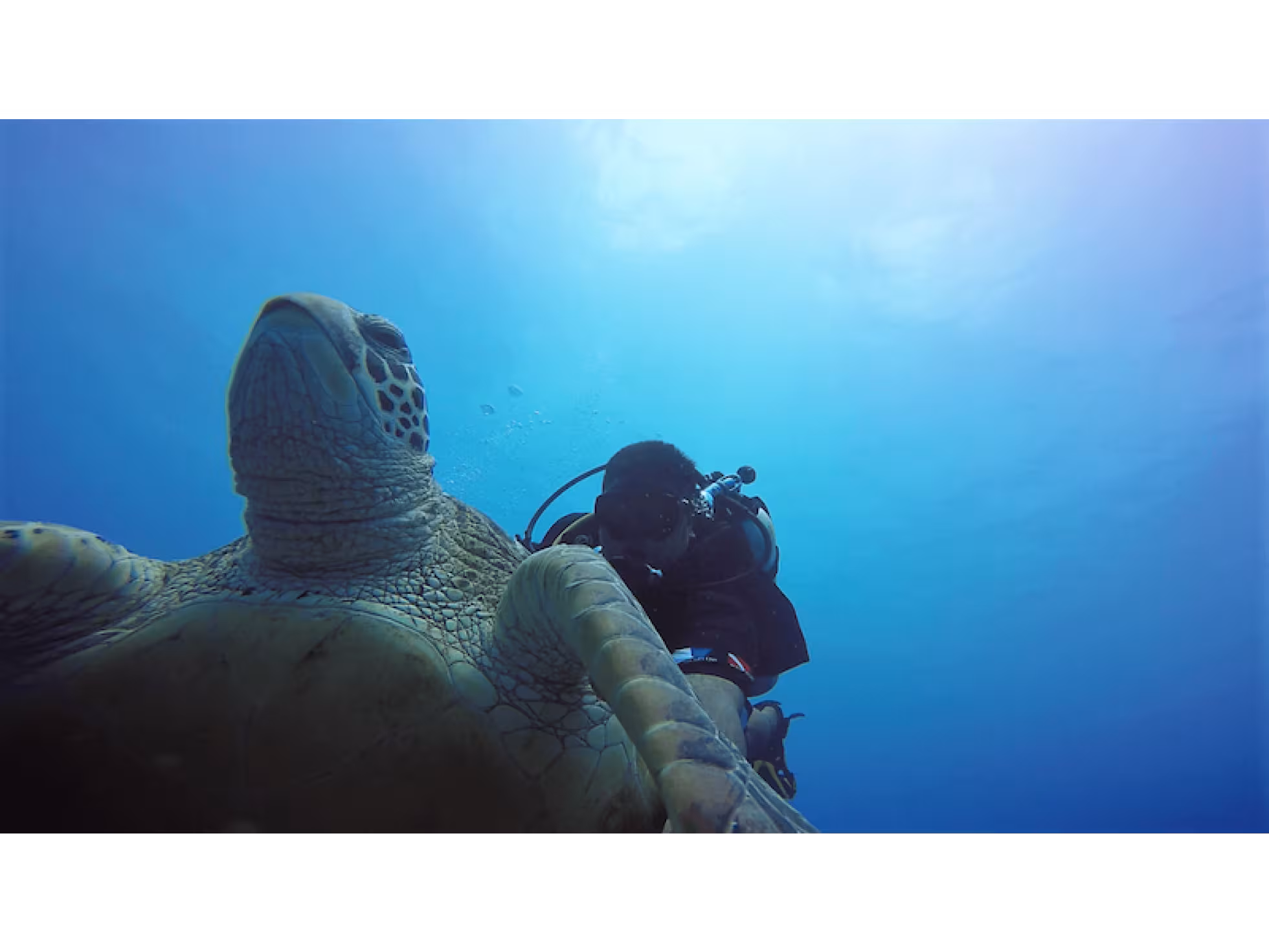 Dive Aitutaki turtle